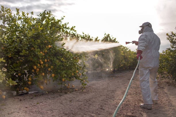 Best Wasp Removal Services  in Brunswick, NC