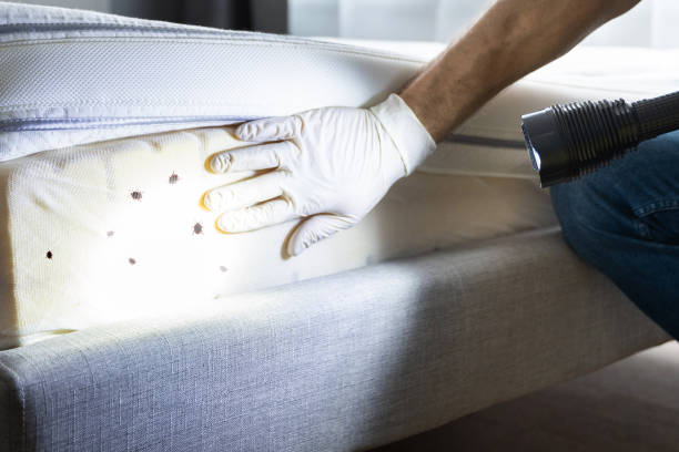 Trusted Brunswick, NC Pest Control Experts